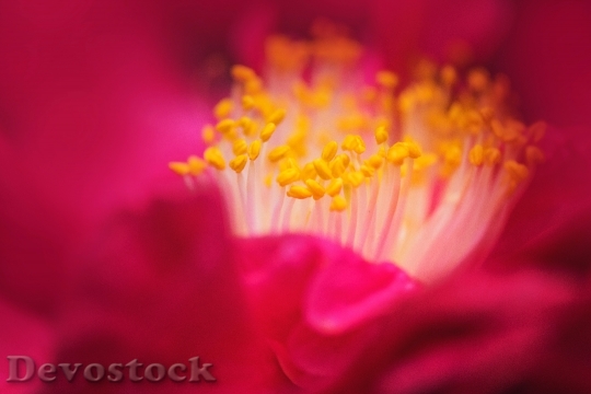 Devostock Petals Plant Blur 54814 4K