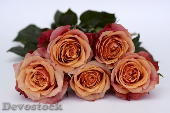 Devostock Romantic Flowers Petals 35590 4K