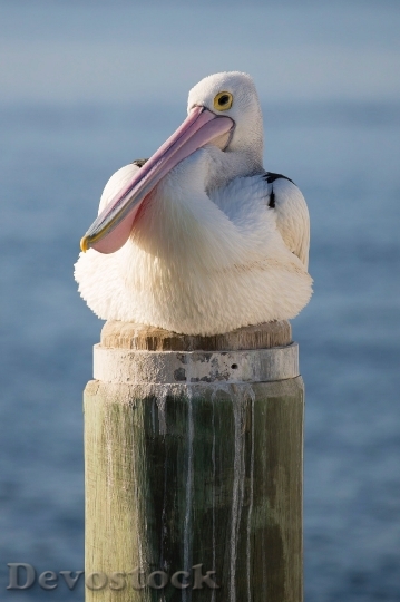 Devostock Sea Bird Pelican 10697 4K