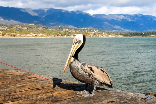 Devostock Sea Bird Pelican 35845 4K