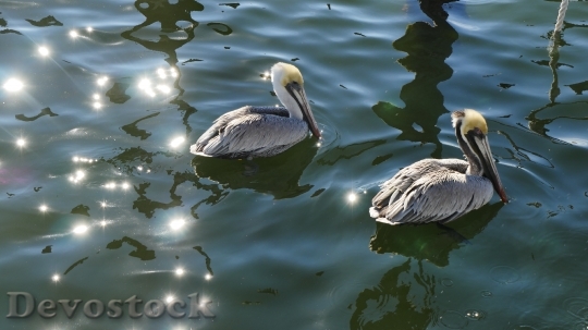 Devostock Water Animals Birds 18614 4K