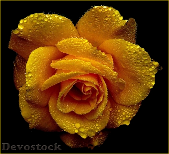 Devostock Yellow Flower Macro 5420 4K