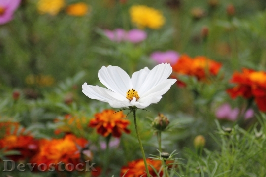 Devostock nature-flowers-plant-65965