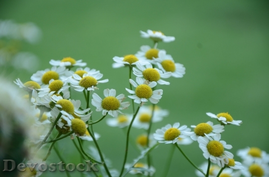 Devostock  Nature Flowers 53814 4K.jpeg