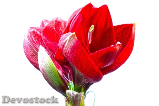 Devostock Amaryllis Red Flowers Floer 1 4K