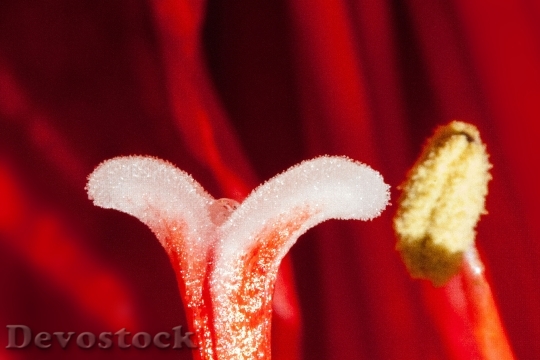 Devostock Amaryllis Red Flowers Flowr 12 4K