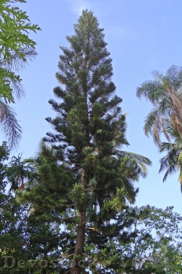 Devostock Araucaria Heterophylla Tree Coifer 4K