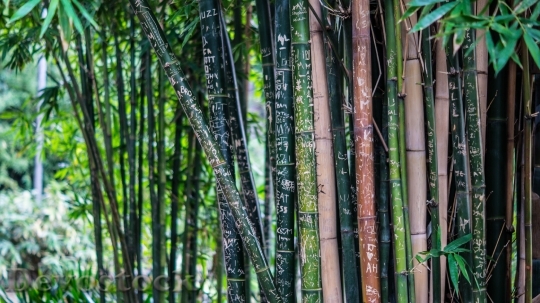 Devostock Bamboo Tall Trees Plants 608 4K.jpeg