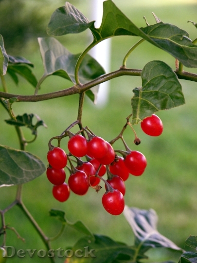Devostock Berries Red Red Beries 4K