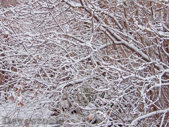 Devostock Bush Branches Snow Wnter 4K