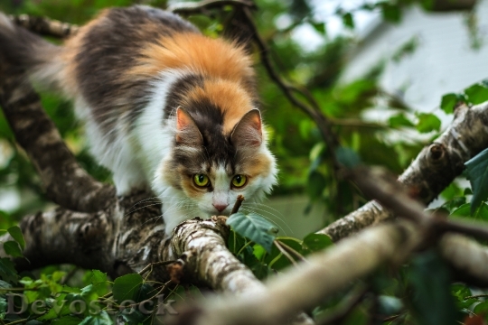 Devostock CAT WATCHING TREE BRANCH