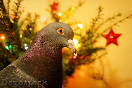 Devostock Christmas Dove Pigeo Pet 4K