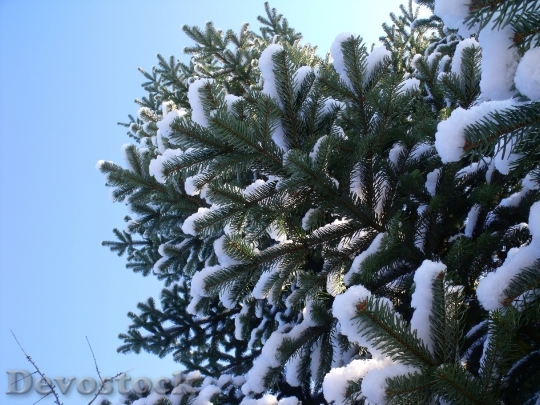 Devostock Christmas Tree Snow Christas 0 4K