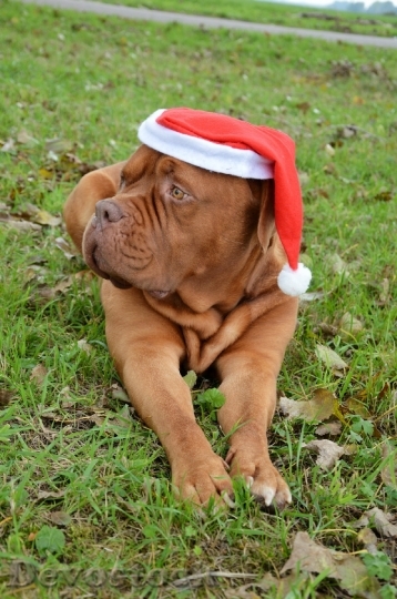 Devostock Dog Santa Christma Hat 4K