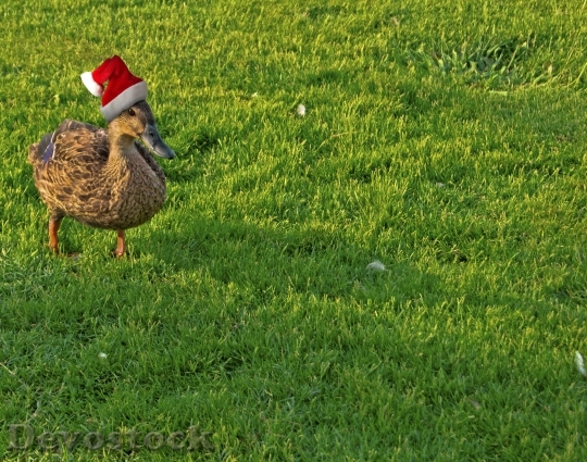 Devostock Duck Holiday Christmas unny 4K