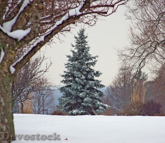 Devostock Evergreen Tree ChristmasXmas 4K