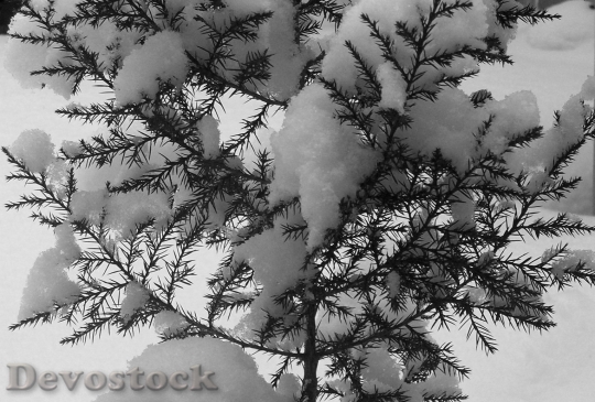 Devostock Evergreen Tree Snow Wnter 4K