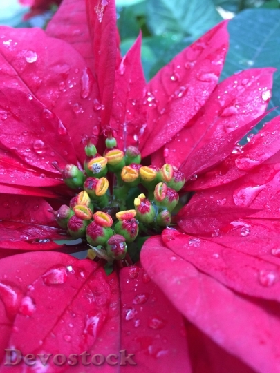 Devostock Flower Christmas Raindrops Hoiday 4K