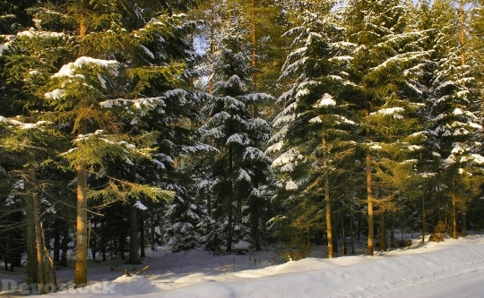 Devostock Forest Winter Snow Tree B 4 4K