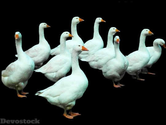 Devostock Geese Poultry WhiteFree 4K