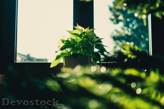 Devostock Light Plant Blur 20555 4K