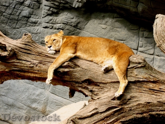 Devostock Lioness Animal Predator Cat 1206 4K.jpeg