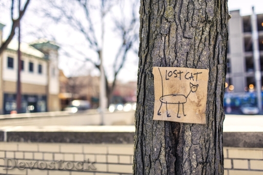 Devostock Lost Cat Tree Sign Fun 1868 4K.jpeg