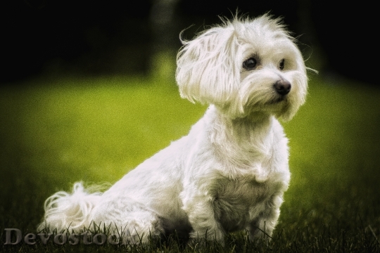 Devostock Maltese Dog Cute
