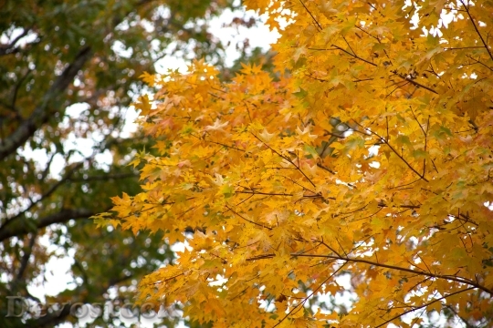 Devostock Nature Fall Foliage Autumn 238090 4K.jpeg