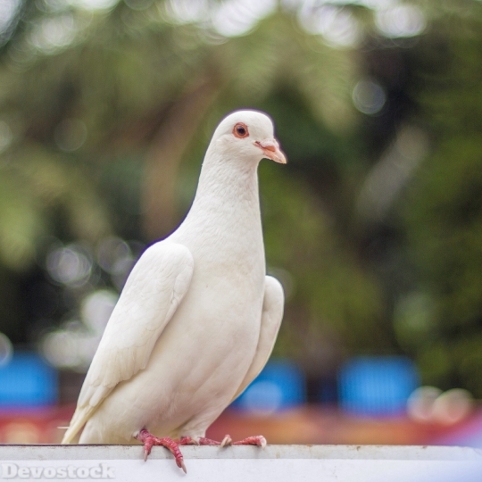 Devostock Pigeon Pigeons White atch 4K
