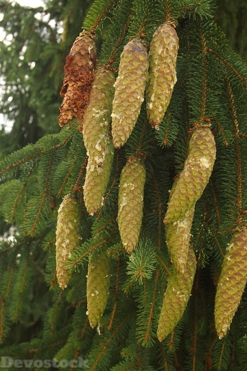 Devostock Pine Cones Conifer esin 4K