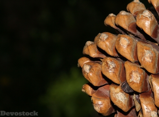 Devostock Pine Cones Fir Natre 0 4K