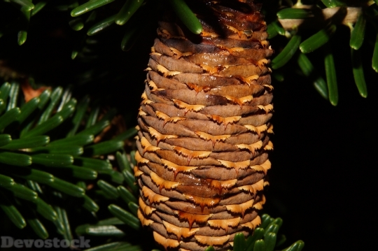 Devostock Pine Cones Fir Tannenzwig 0 4K
