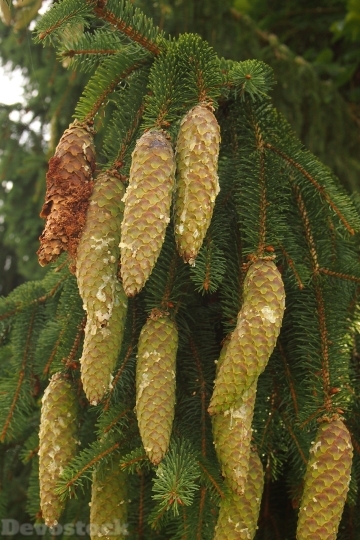 Devostock Pine Cones Resin Coifer 4K
