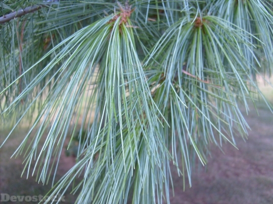Devostock Pine Needles Tree Banch 4K