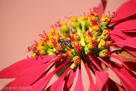 Devostock Poinsettia Bee Flower Chritmas 4K