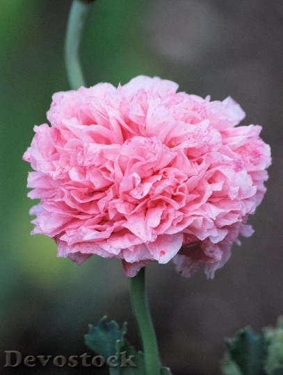 Devostock Poppy Flower Blooms Cultivated Plant 5549 4K.jpeg