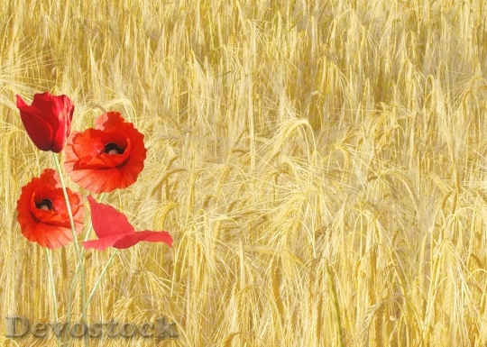 Devostock Red Poppy Papaver Rhoeas Corn Field Nature 6828 4K.jpeg