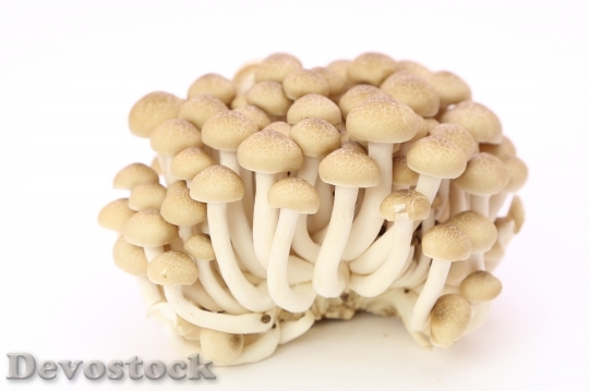 Devostock SHIMEJI Mushrooms