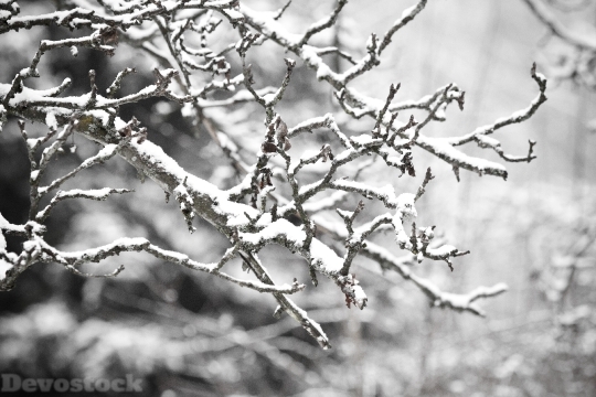 Devostock Snow Branch ColdTwig 4K