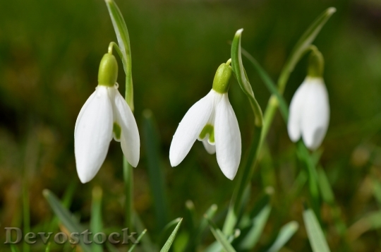 Devostock Snow_drop_ Flowers Spring Signs Of Spring 4645 4K.jpeg