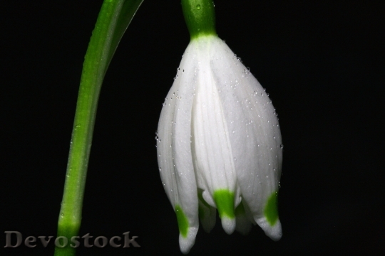 Devostock Snowflake Flower Blossom Bloom 5936 4K.jpeg