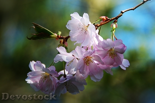 Devostock Spring Flower Tree Nature Pink 5703 4K.jpeg
