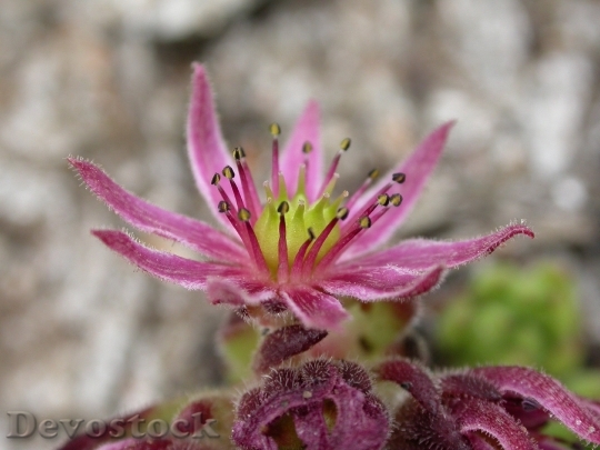 Devostock Sukullente Alpine Flower Alpine Flora Plant 5767 4K.jpeg