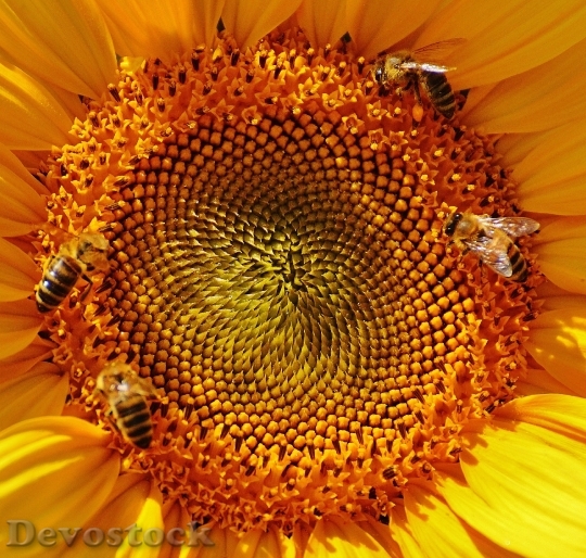 Devostock Sun Flower Bees Summer Garden 15854 4K.jpeg