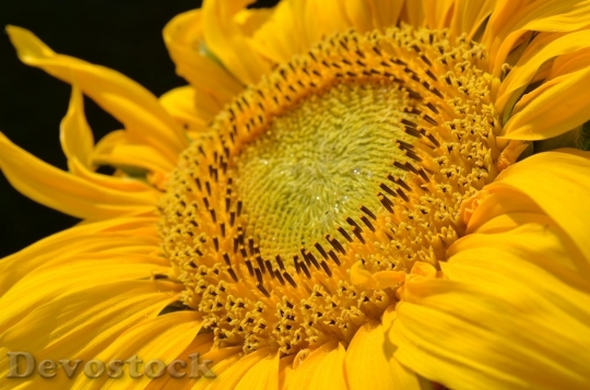 Devostock Sun Flower Blossom Bloom Yellow 4725 4K.jpeg
