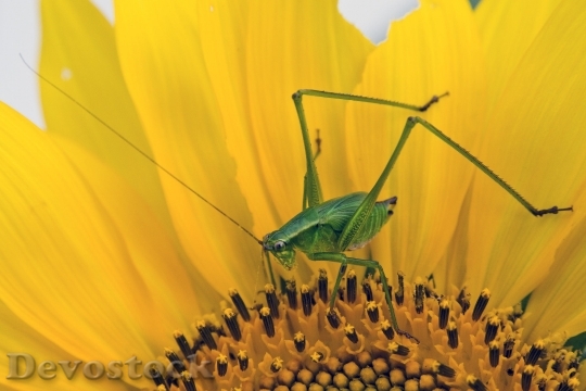 Devostock Sunflower Bug Grasshopper Insect 5334 4K.jpeg