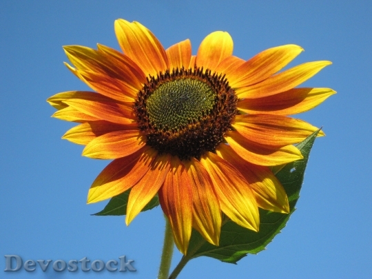 Devostock Sunflower Plant Nature Outside 7033 4K.jpeg