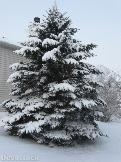 Devostock Tree Pine Snow nowy 4K