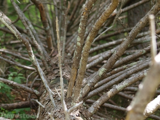 Devostock Tree Spruce Conifer Chritmas 4K